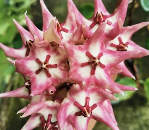 Hoya Plant - Potted - Hoya Kaimuki - Indoor Houseplant with Active Growth & Star-shaped Flowers - Hoya spp.