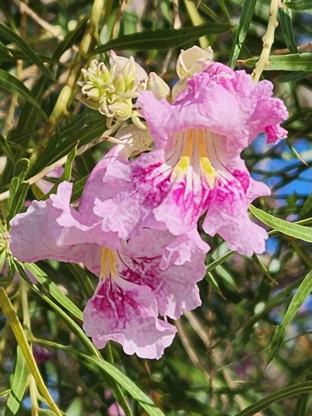 Desert Willow Seeds - 40+ Pink Flowering Chilopsis linearis - Fragrant, Drought-Tolerant Tree for Gardens and Landscapes