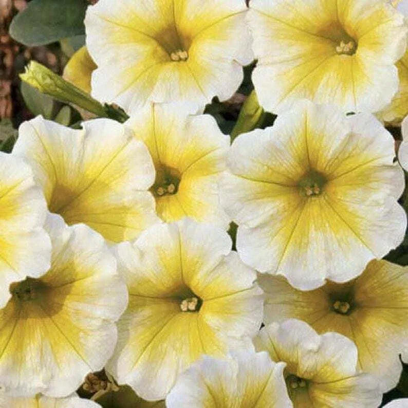 Petunia Seeds - 50 Yellow White Seeds for Containers & Baskets - Petunia x atkinsiana - Easy to Grow Garden Flowers