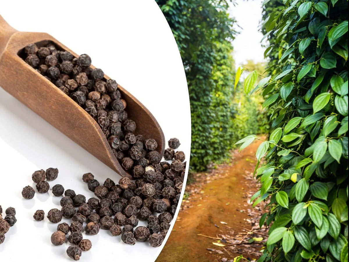 Black Peppercorn Vine Seeds 20 Pack, Medicinal Herb, Piper nigrum, Non-GMO, USA Seller, Indoor/Outdoor Gardening
