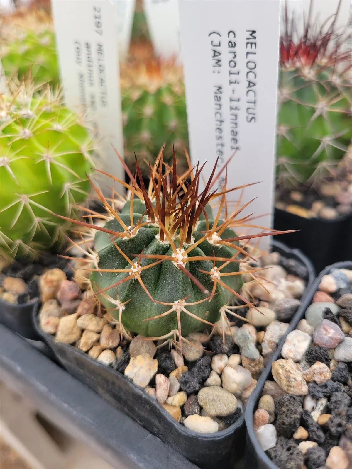 Melocactus caroli-linnaei Cactus Plant - Unique Turk's Head Variety - 4-Inch Potted Succulent for Collectors - Cactaceae