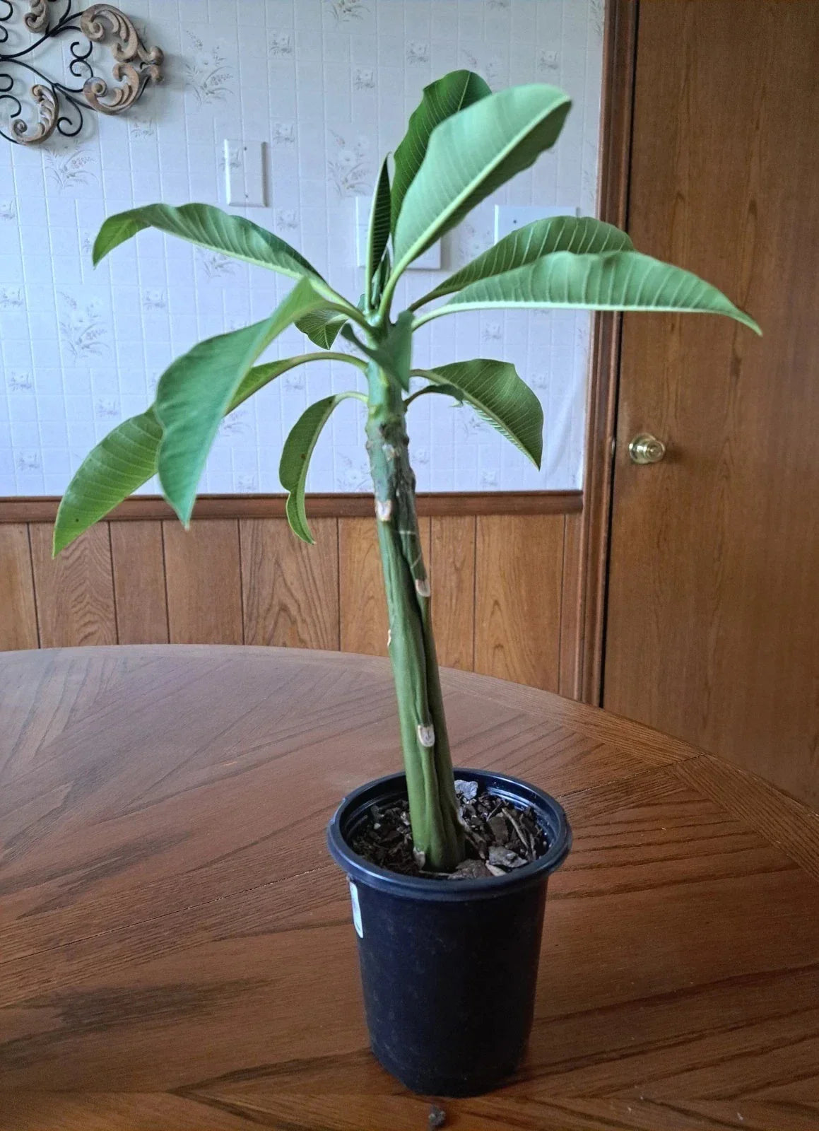 Live Plumeria Plant 15" White Flowers Frangipani Healthy Rooted (Plumeria spp.) - Tropical Garden Decor, Low Maintenance