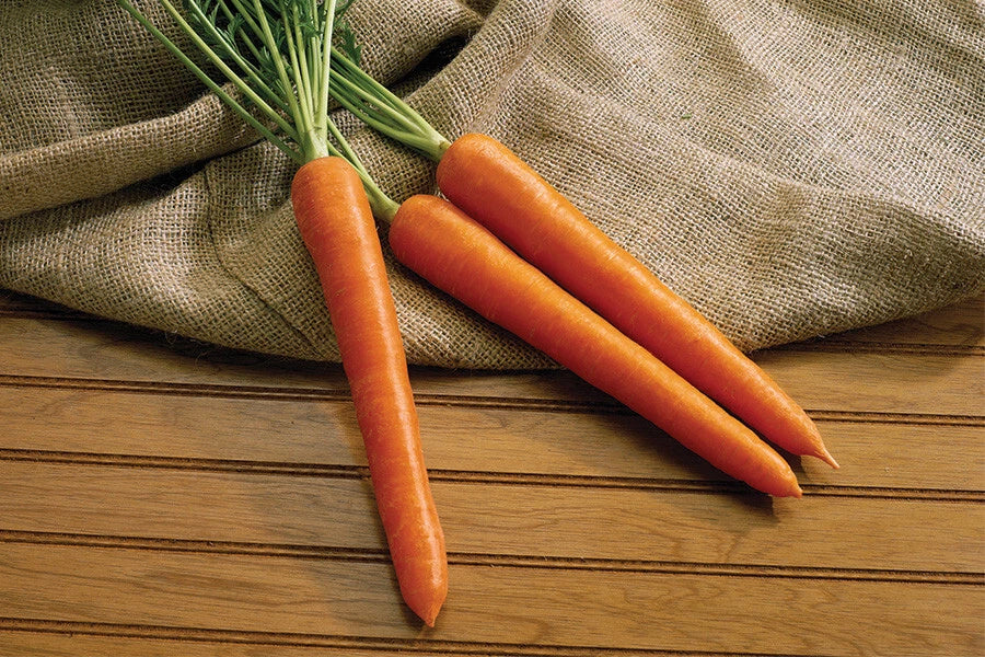 Olympus Carrot Seeds - 1000+ Non-GMO Seeds for Garden Planting - Daucus carota - USA Grown