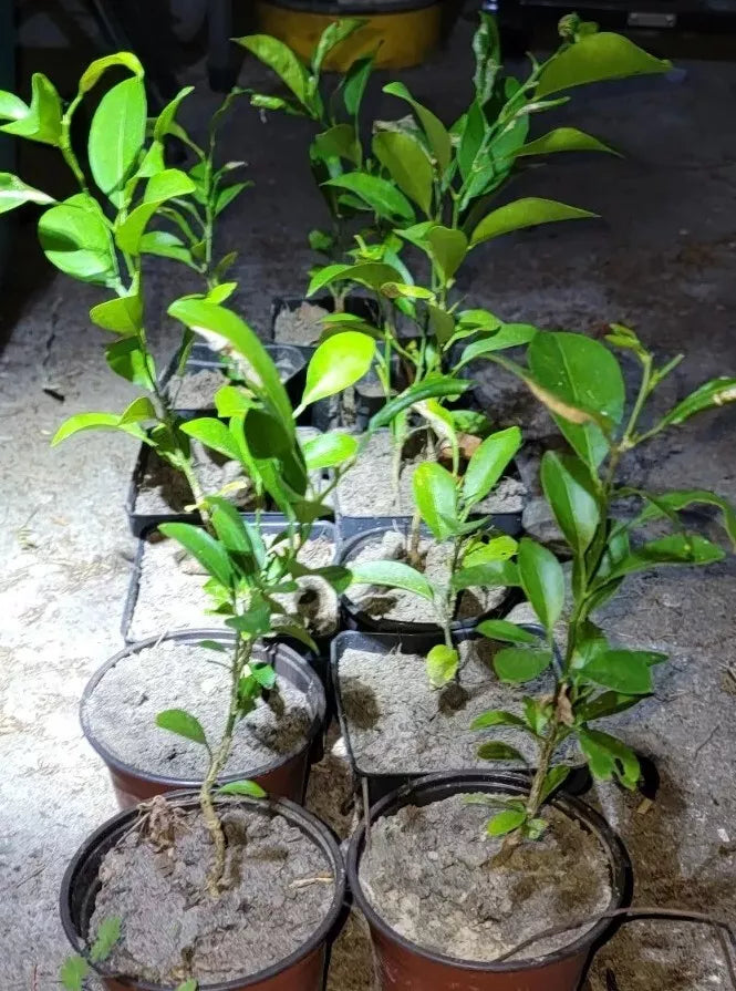 Satsuma Fruit Tree Seedling - 4" to 10" Live Mandarin Citrus Plant - Citrus unshiu - Easy to Grow, Sweet Fruit, Low Maintenance
