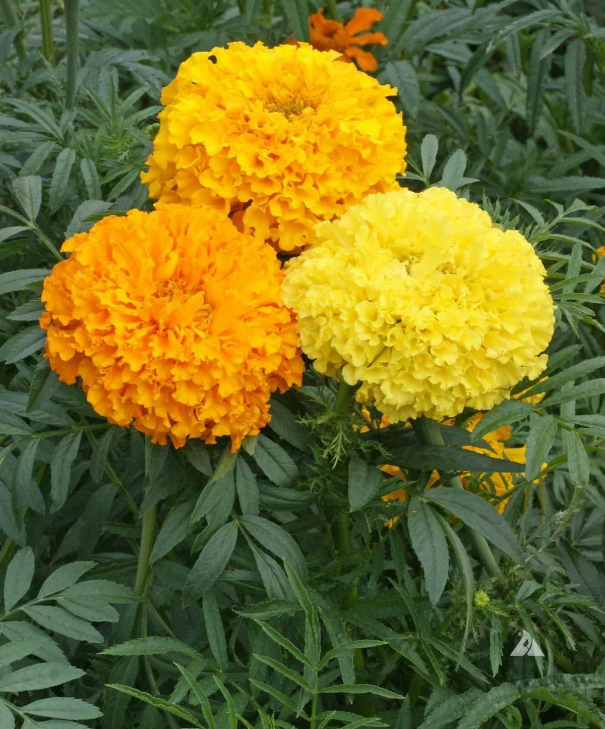 African Marigold Seeds - Crackerjack Mix - 250 Non-GMO Heirloom - Tagetes erecta - Perfect for Dia de los Muertos Celebrations