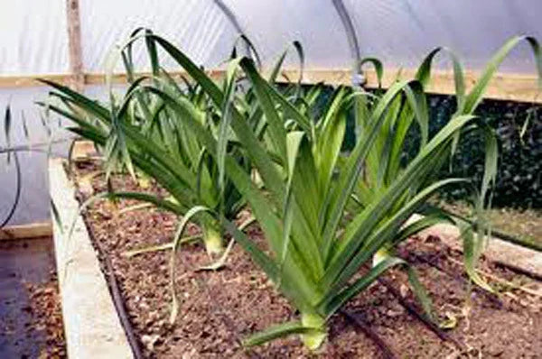 Leek Seeds 25+ Heirloom American Flag Crisp Flavor Allium ampeloprasum - Non-GMO Vegetable Seeds for Home Gardening