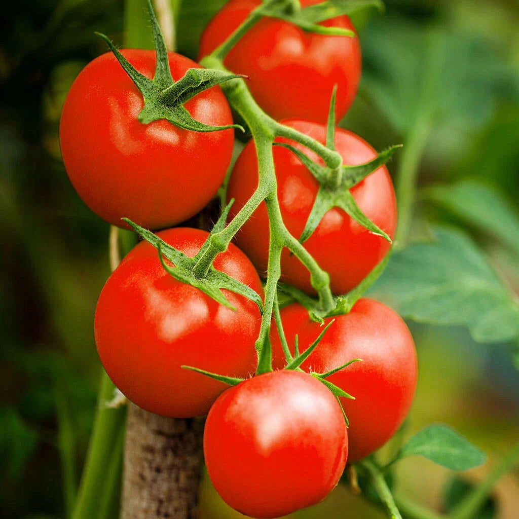 Moneymaker Vine Tomato Seeds | Cordon Stake Variety | Solanum lycopersicum | 25 Seeds | High-Yielding, Juicy Tomatoes