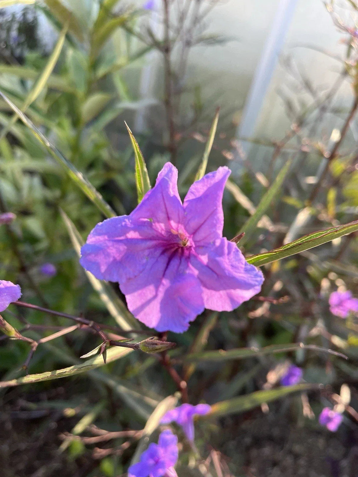 Flowering Mexican Petunia Cuttings - 12 Unrooted Stem Cuttings - Vibrant Purple Blooms - Ruellia simplex