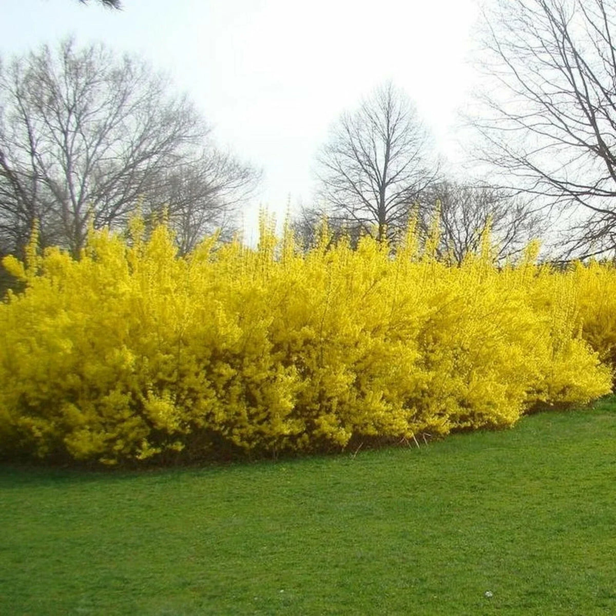 Forsythia Cuttings 5-8 Inches - 10 No Roots - Easy to Propagate - Forsythia spp. - Perfect for Vibrant Spring Blooms