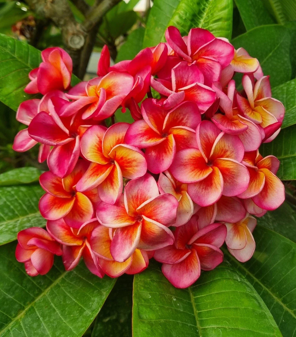 Hurricane Sunrise Plumeria Cutting - 1 Tip - Exotic Flowering Plant - Plumeria spp. - Vibrant Yellow, Orange, Pink Blooms