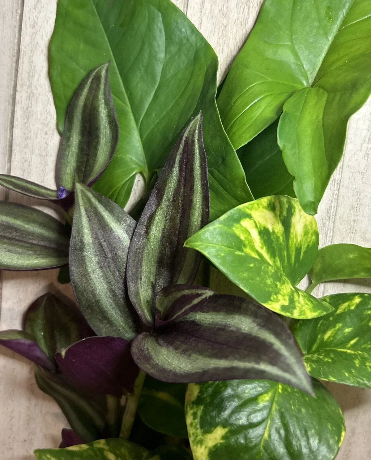 15 Rooted Plant Cuttings - Wandering Jew, Arrowhead Vine, Pothos - Indoor Houseplants for Easy Care - Tradescantia zebrina, Syngonium podophyllum, Epipremnum aureum