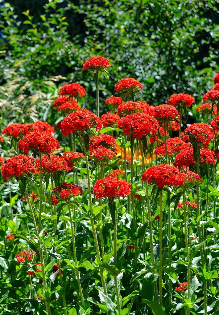 Maltese Cross Seeds - 800 High-Quality Red Flowers - Lychnis Chalcedonica - Attracts Butterflies - GroCo USA