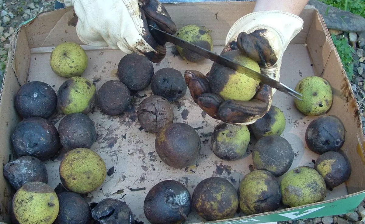 Organic Black Walnut Seeds - Juglans Nigra - 100% Natural Anti-Parasitic for Gardeners and Ecosystem Health