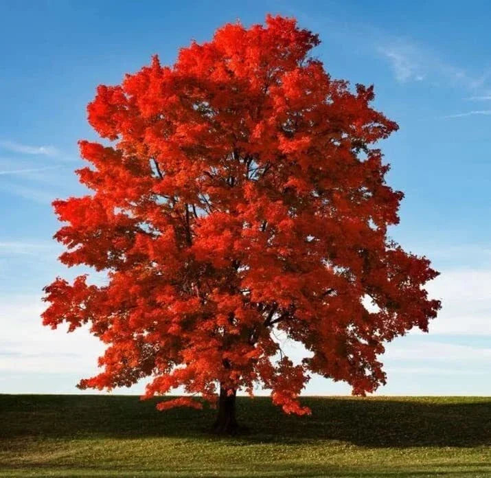 Red Maple Seeds for Planting - Heirloom Acer rubrum - Non-GMO, Fast-Growing, Native Variety - Perfect for Outdoor Gardens