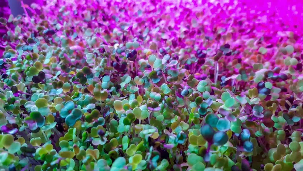Alfalfa Microgreen Seeds - 1,000 Count - Medicago sativa - Nutrient-Rich Indoor Gardening Seeds for Healthy Microgreens