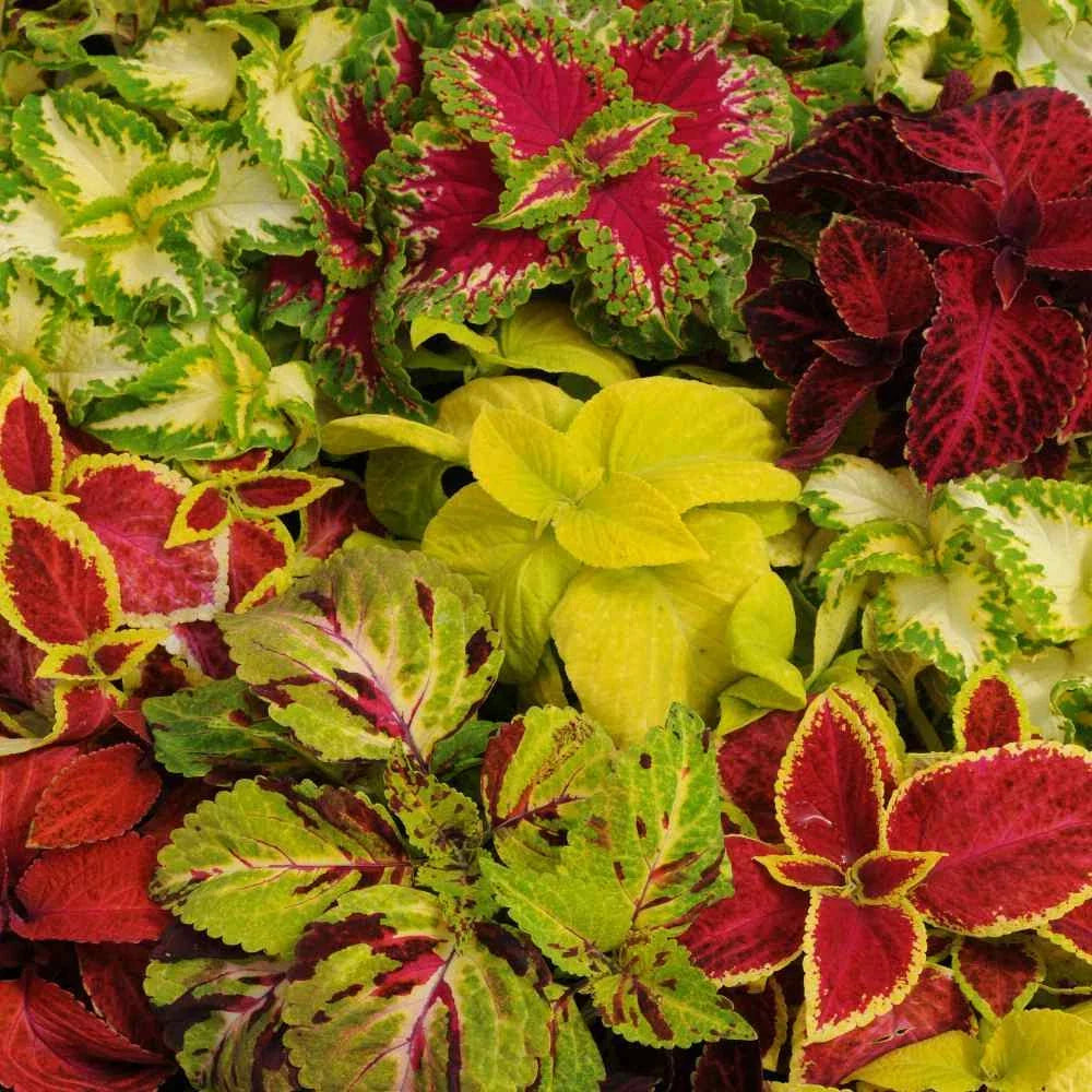 Coleus Seeds - 40 Count Wizard Mix - Colorful Foliage - Plectranthus scutellarioides - Ideal for Gardens and Containers