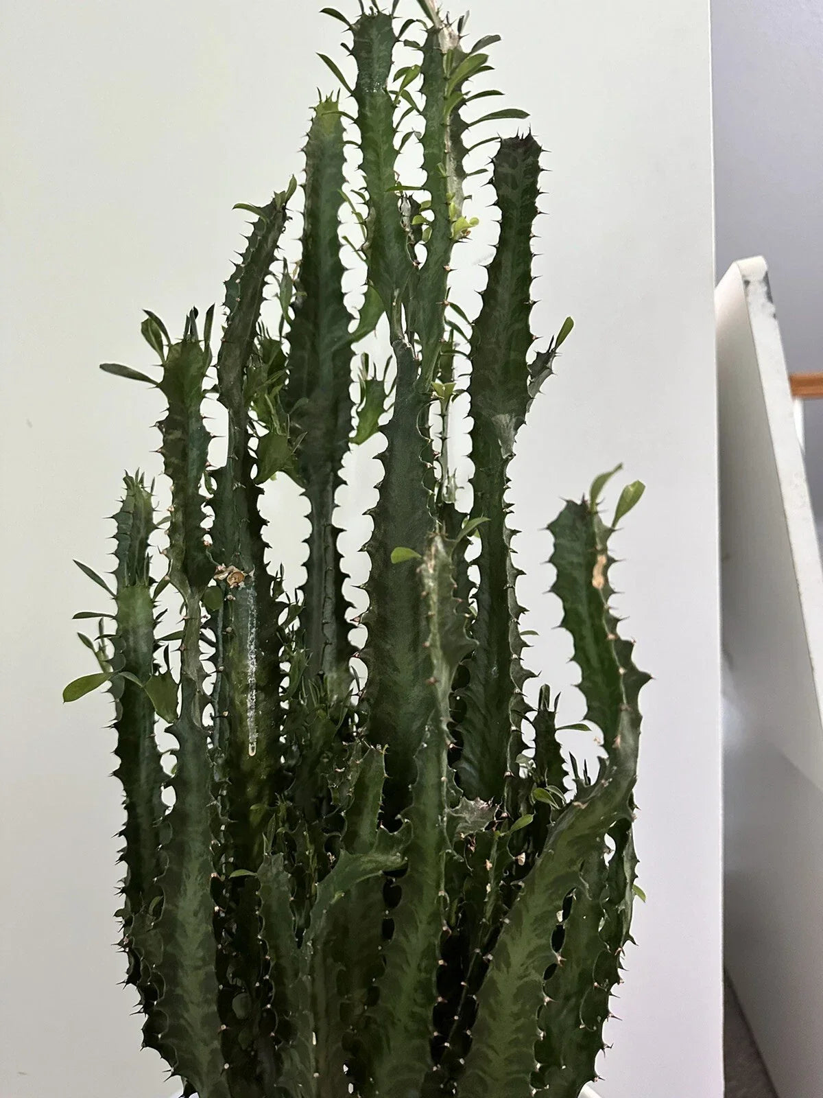 African Milk Tree Cutting - Trigona Green - Succulent Plant - Euphorbia trigona - Ideal for Indoor Decor