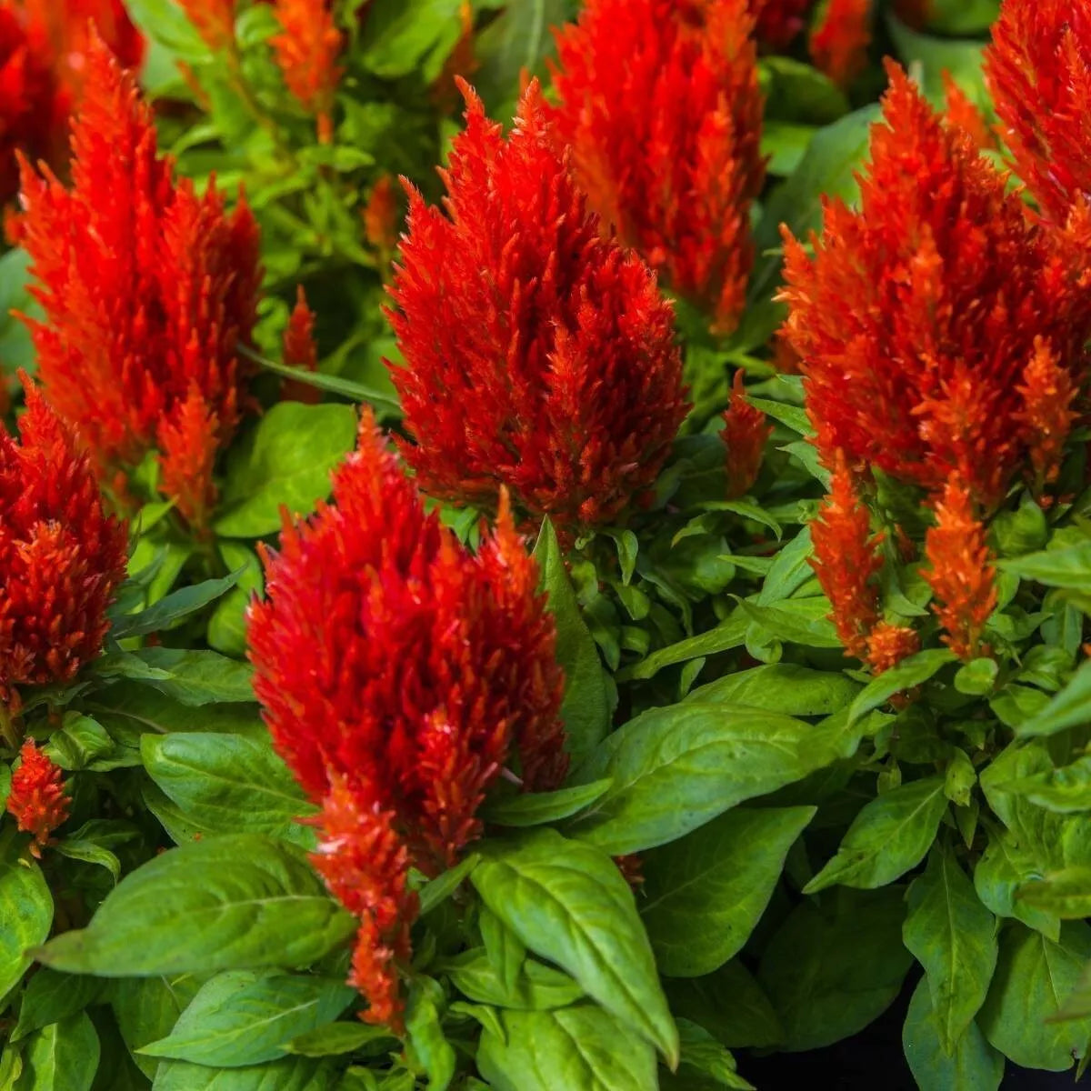 Scarlet Plume Celosia Flower Seeds - 500+ Non-GMO Vibrant Red Annual - Celosia argentea