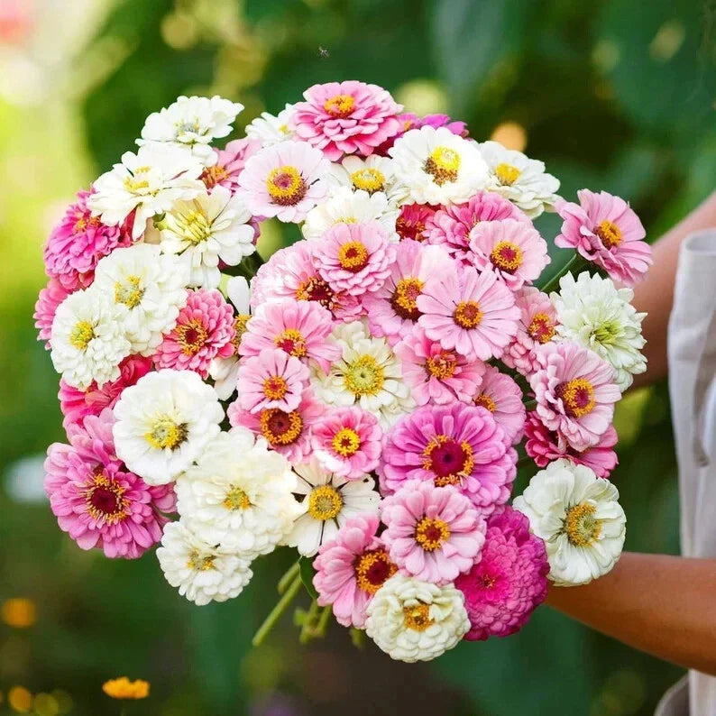 Blushing Bride Zinnia Seeds - 100 Organic Mix - Zinnia elegans - USA Grown Blooming Flowers for Vibrant Gardens