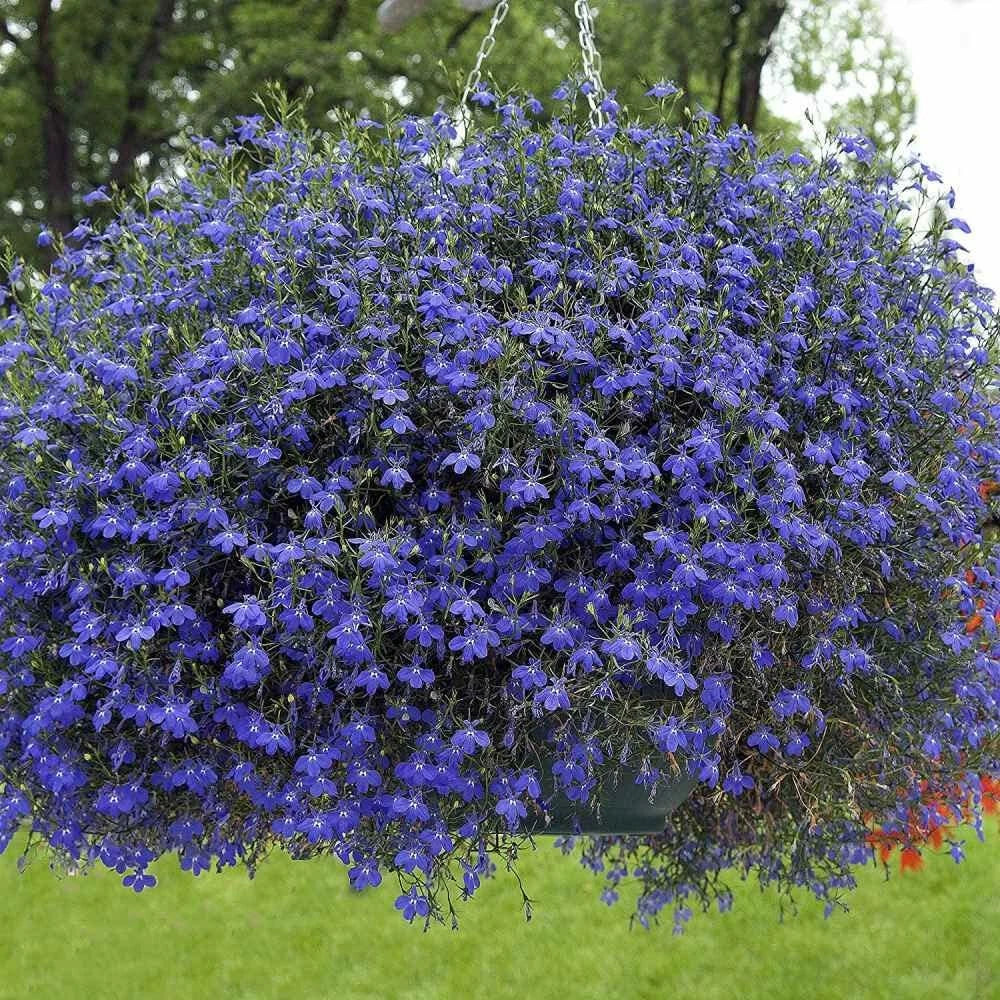 Blue Carpet Lobelia Seeds - 100 Seeds - Stunning Blue Flowers - Lobelia erinus - Perfect for Borders & Ground Cover