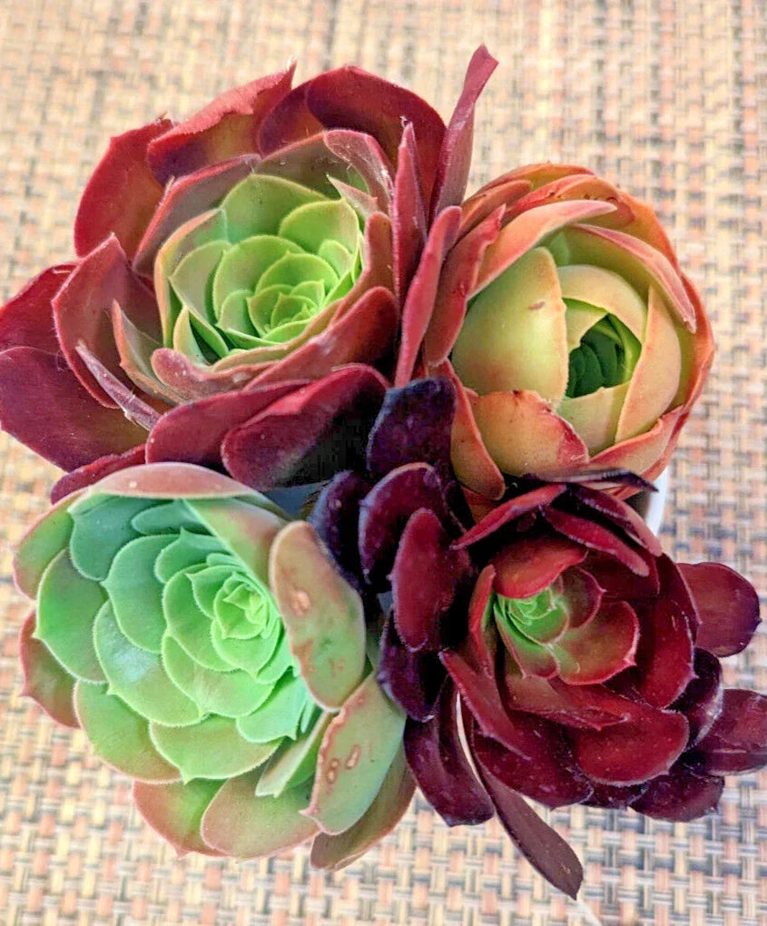 Aeonium Cuttings Set of 4 - 2-Inch Diameter Succulent Variety - Aeonium spp. for Plant Lovers and Indoor Gardening