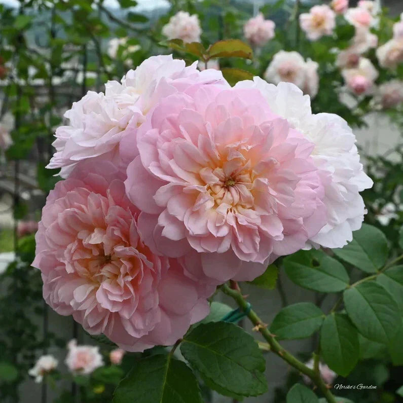 David Austin ELIZABETH Rose Cuttings 5-8" Long, Unrooted Fresh Stems, Rosa 'Elizabeth' - English Garden Favorite