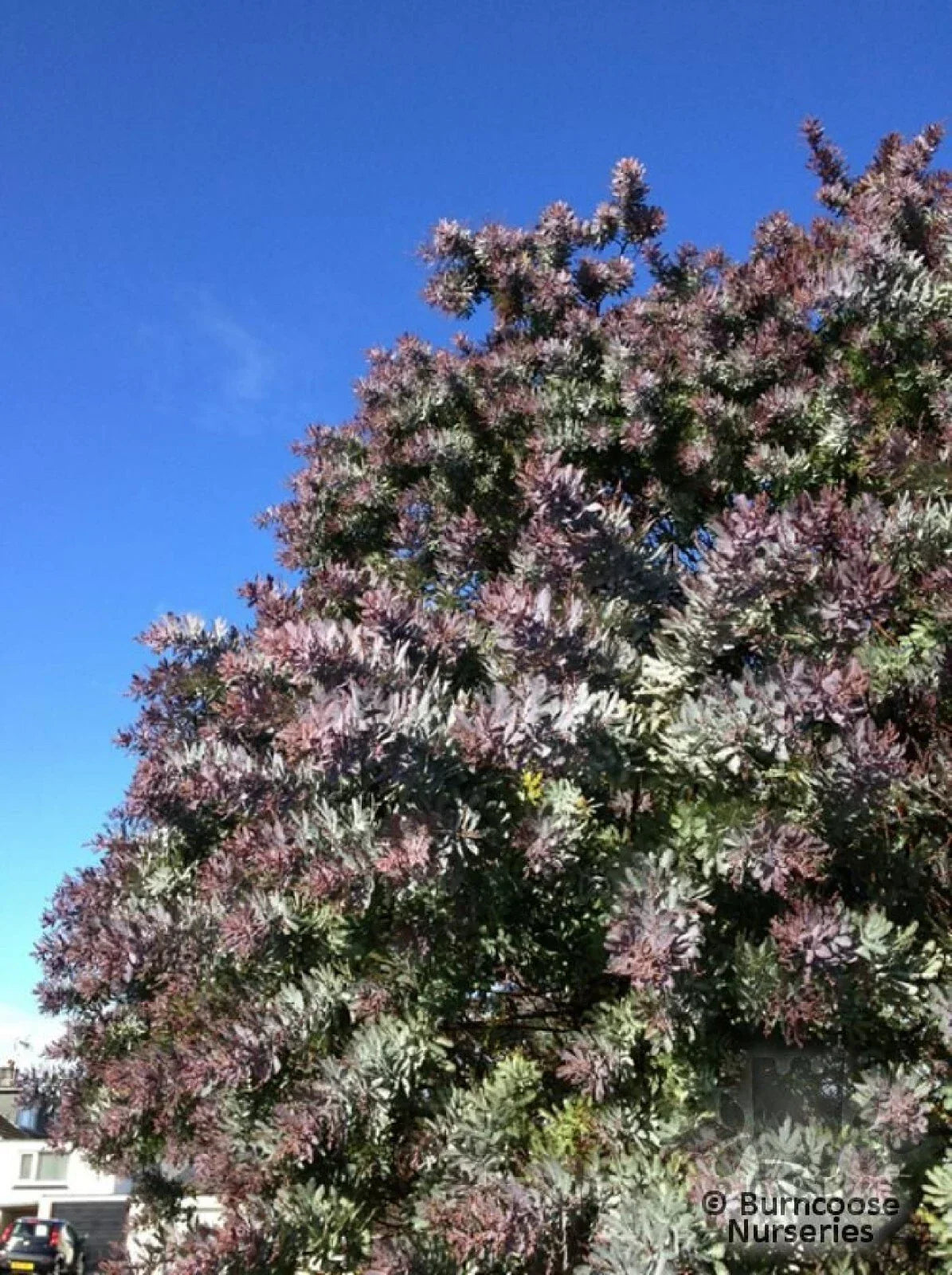 Purple Leaved Acacia Seeds - 10 Seeds - Acacia baileyana v. purpurea - Unique Purple Foliage for Vibrant Gardens