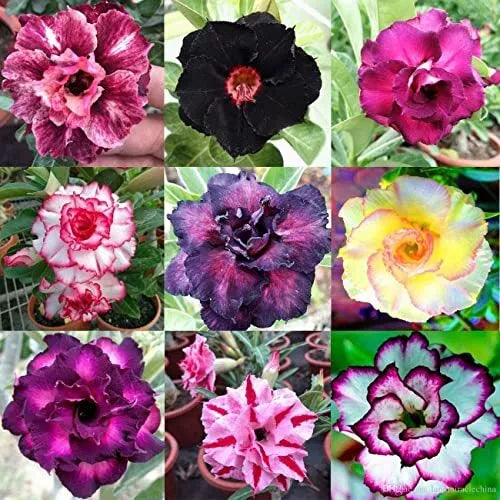 Desert Rose Seeds 100 Count Mixed Color Adenium Obesum for Vibrant Garden Blooms