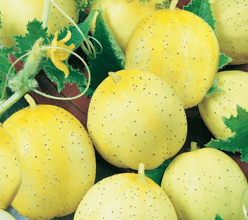 Lemon Cucumber Seeds - 50+ Pack for Garden, Salad & Pickling - Cucumis sativus - Unique Yellow Variety for Culinary Use