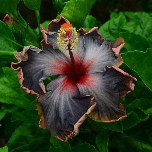 Hibiscus Seeds - 20 Perennial Black Pink Purple Flower Seeds - Hibiscus rosa-sinensis - Vibrant Garden Blooms