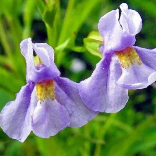 Monkey Flower Seeds 300+ "Allegheny" Perennial Wildflower Mimulus ringens - Native Garden Plant, Attracts Pollinators