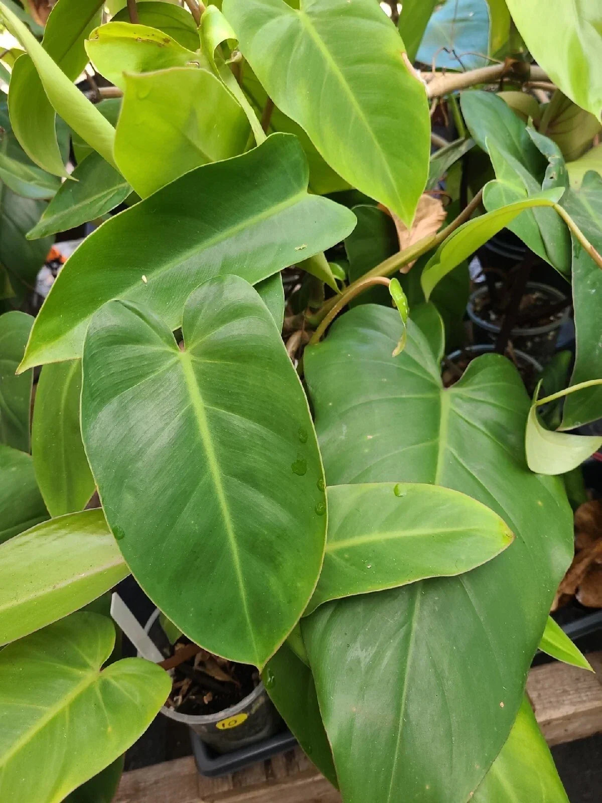 Philodendron Cutting 7-10 Inches Green Emerald Indoor Houseplant (Philodendron hederaceum) Fresh Plant Propagation
