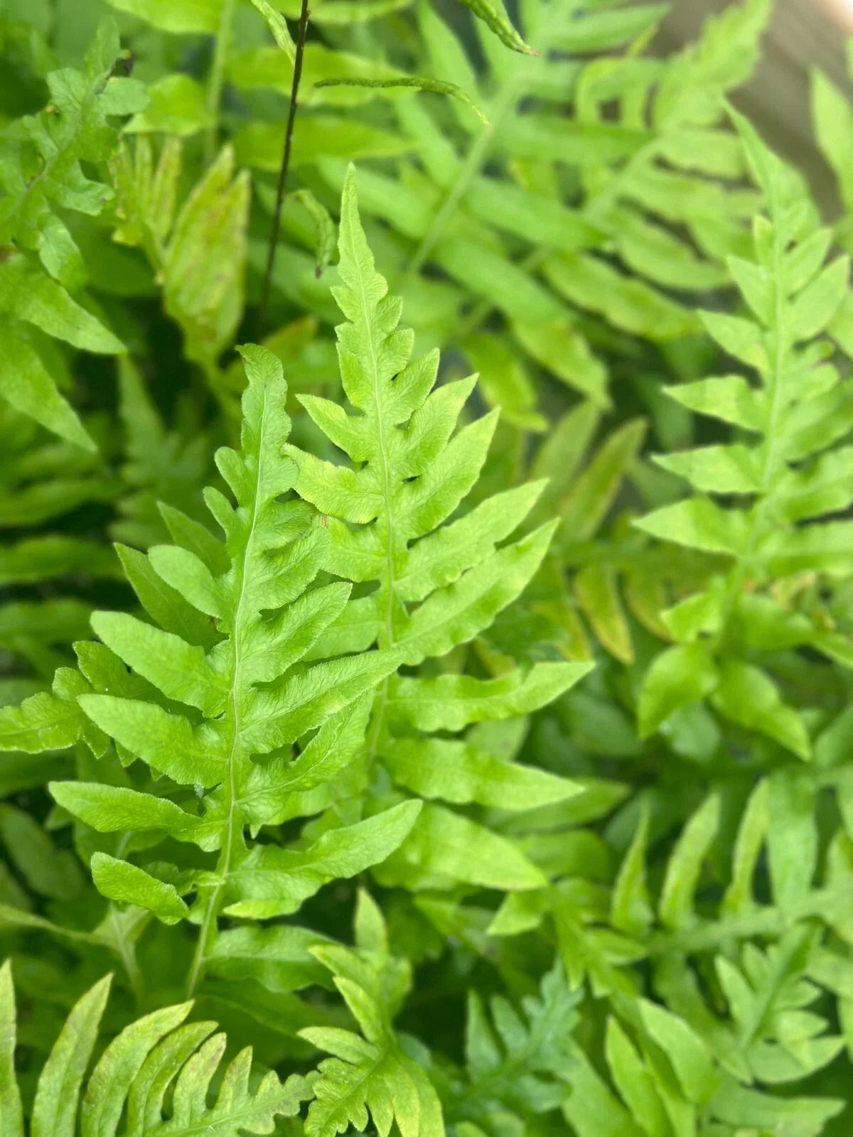 Leatherwood Fern Bare-root Fast-Growing Evergreen Dicksonia antarctica - Lush Greenery for Gardens