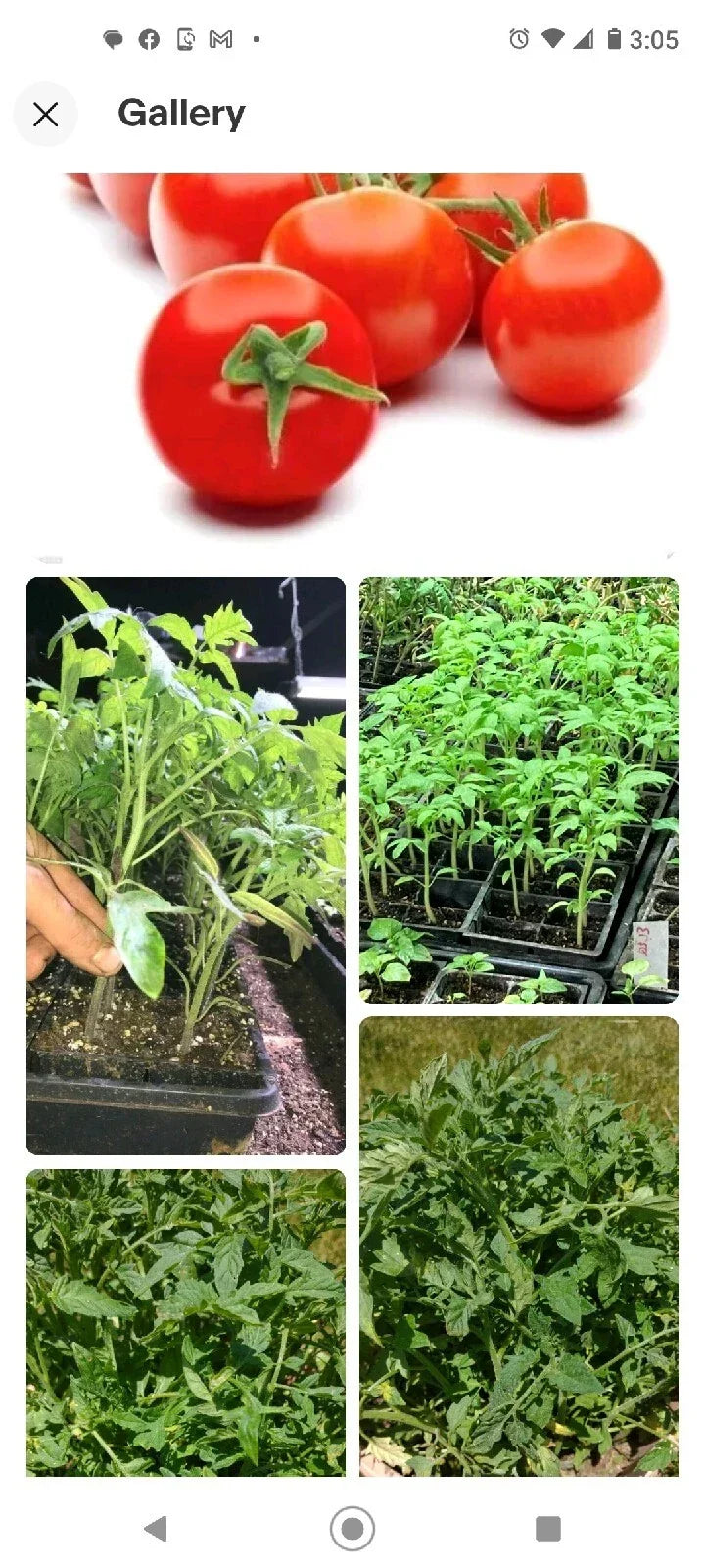 Tomato Seeds 50+ Organic Campari Non-GMO Heirloom Solanum lycopersicum - Juicy Deep Red Variety for Home Gardening