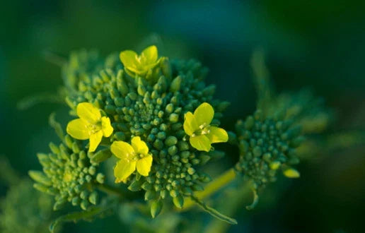 Broccoli Seeds 50 Count Raab Variety Brassica oleracea - Non-GMO, Nutrient-Rich, Easy to Grow Vegetable Seeds