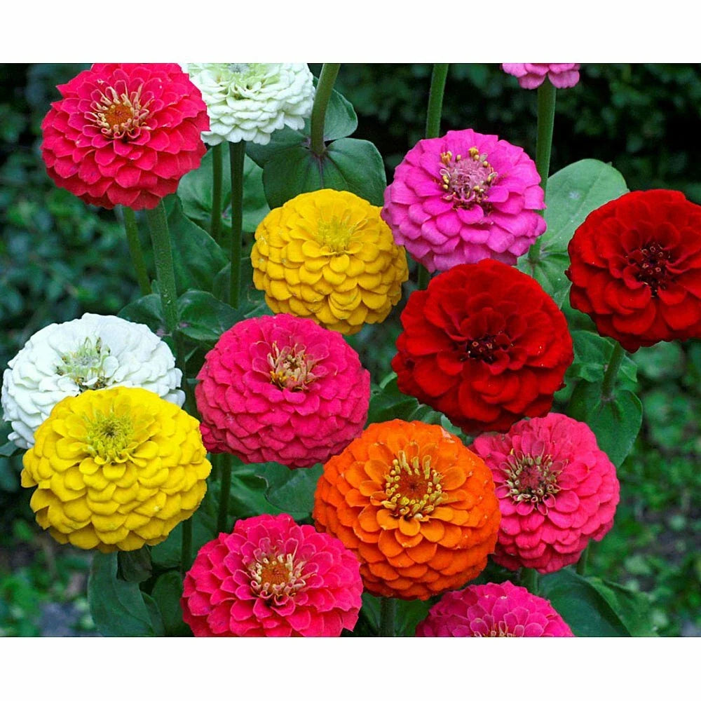 Lilliput Zinnia Seeds - 250+ Fresh Colorful Annuals - Zinnia elegans - Easy to Grow, Attracts Pollinators