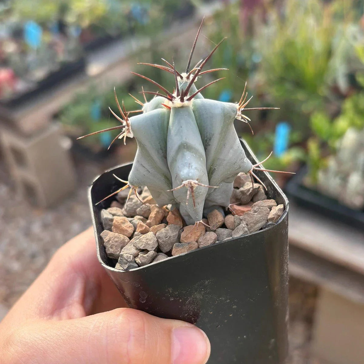 Live Rooted Cacti - Large Echinocactus ingens - Giant Barrel Cactus - Easy Care Green Succulent Plant for Indoor/Outdoor Gardens