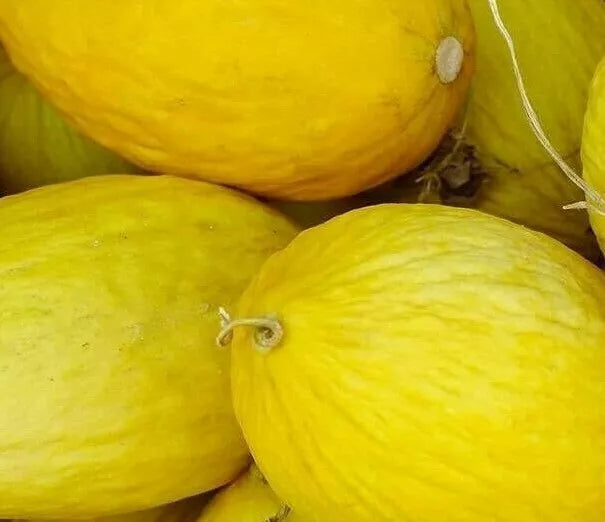 Crenshaw Melon Seeds 50+ Count Cantaloupe Cucumis melo for Summer Garden Vine Fruit