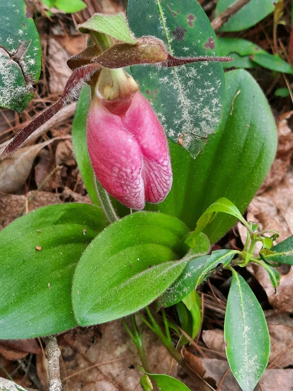 Pink Lady's Slipper Bare Root Plant - Rare Native Orchid - Cypripedium Acaule - Hardy Perennial for Woodland Gardens