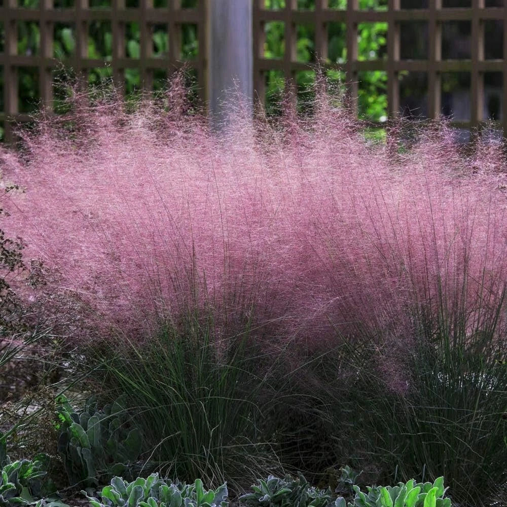 Pink Muhly Grass Seeds - 30 Count - Muhlenbergia capillaris - Ornamental, Drought-Tolerant Landscape Planting