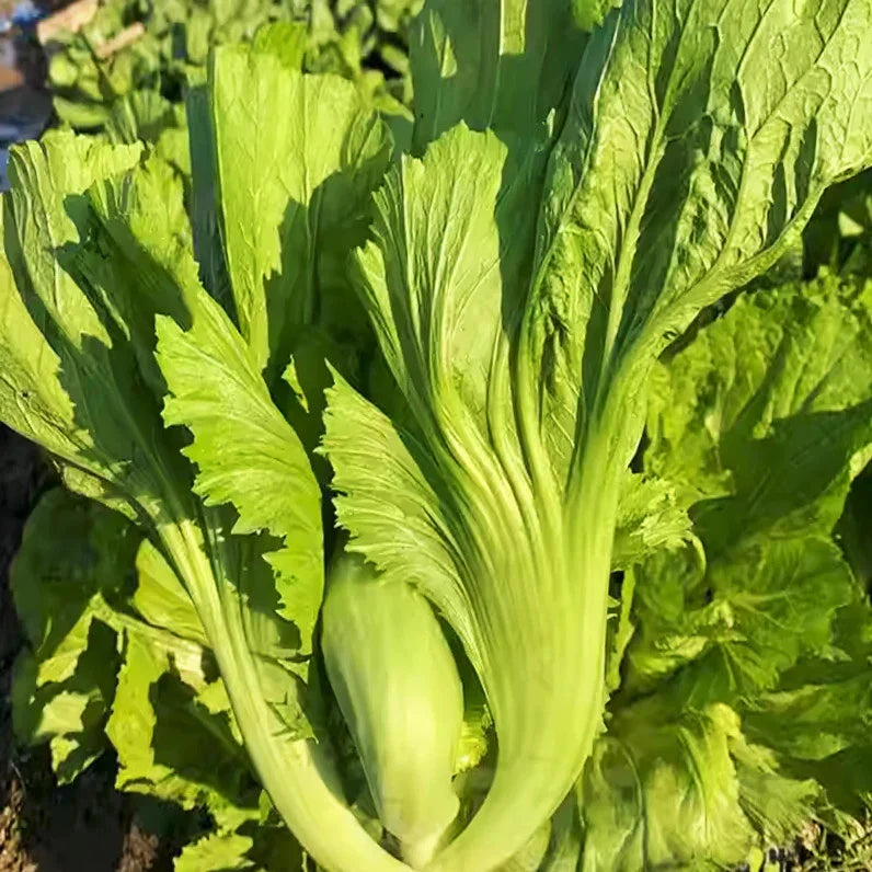 Da Ping Pu Mustard Green Seeds - Small Head Swatow Heart Bao - Brassica juncea - Non-GMO Heirloom Variety for Home Garden