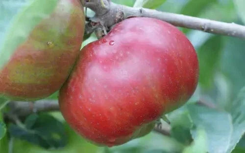 25+ Devonshire Quarrenden Apple Seeds - Heirloom Malus domestica - Non-GMO - USA