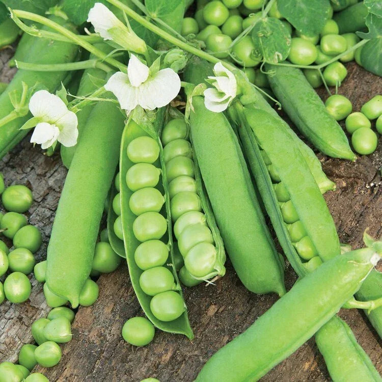 Little Marvel English Shelling Pea Seeds | 100 Count Heirloom Sweet Snap Peas | Pisum sativum | 2025 New Variety