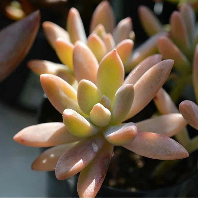 Potted Plant 3" Pachyveria 'Blue Pearl' Succulent, Easy Care Indoor/Outdoor Greenery, Decorative Low-Maintenance Plant