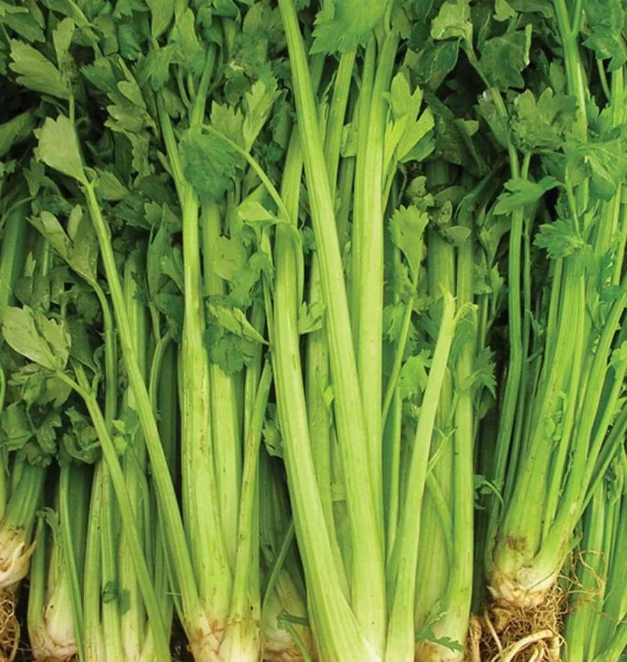Celery Seeds - 2000+ Non-GMO Tall Utah Variety - Apium graveolens - Vegetable Garden - USA Seller - Free Shipping