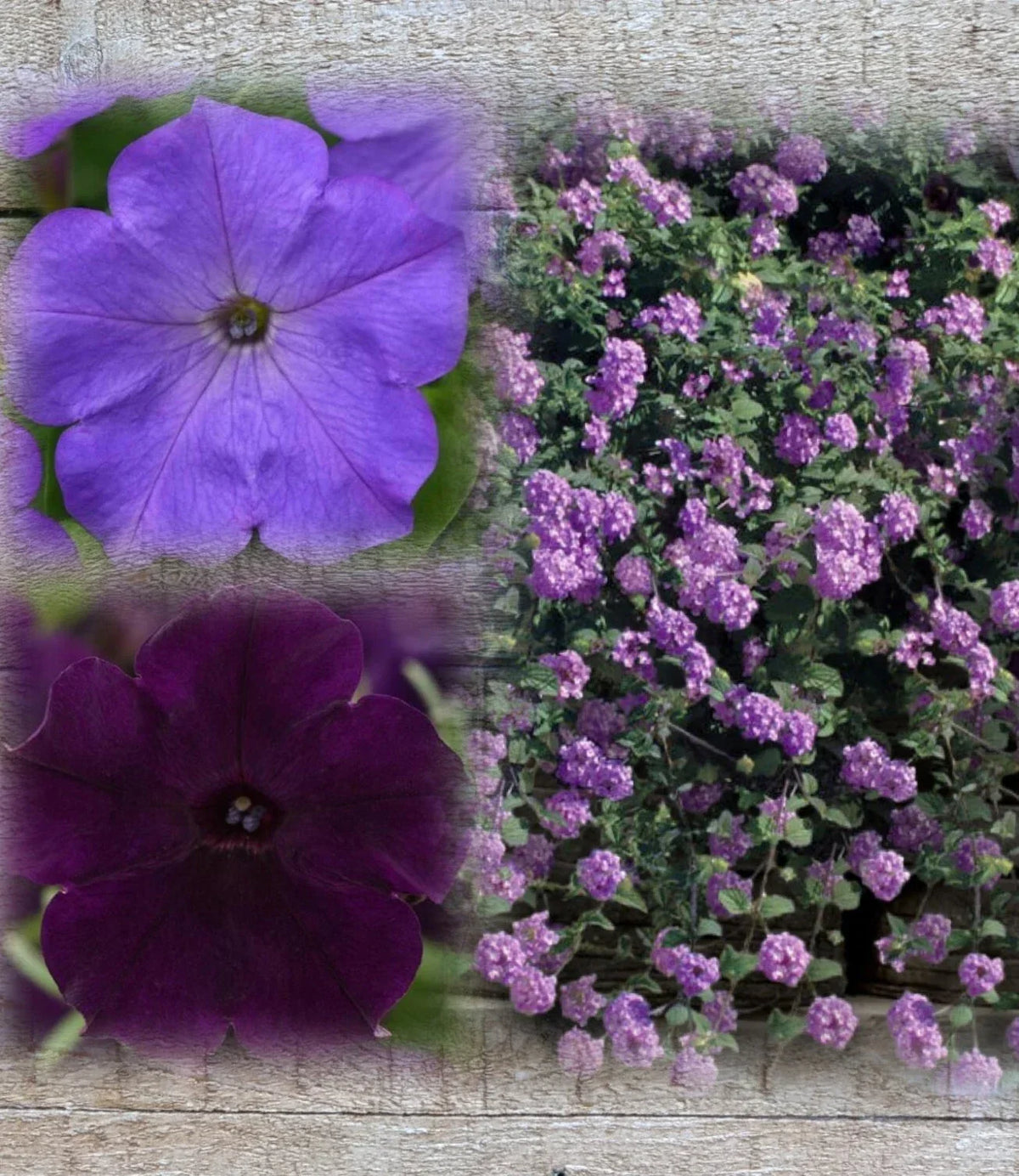 Lantana & Petunia Combo Live Plants Plugs, 6" Baby Plants, Dark Purple Easy Wave & Lavender Trailing Lantana, Lantana camara & Petunia hybrida