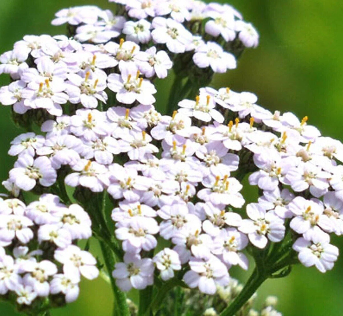 White Yarrow Seeds 2000+ Perennial Herb Flower Achillea millefolium for Pollinators Bees Butterflies