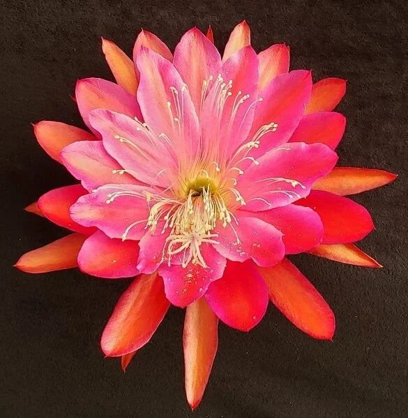 Epiphyllum Cuttings Collection - 20 Unrooted Cuttings - Vibrant Blooms - Epiphyllum spp. - Perfect for Propagation & Gardening