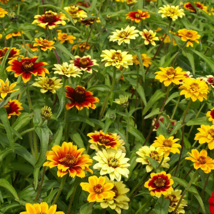 Zinnia Seeds - 500 Non-GMO Dwarf Mexican Persian Carpet Mix - Attracts Pollinators - Zinnia elegans