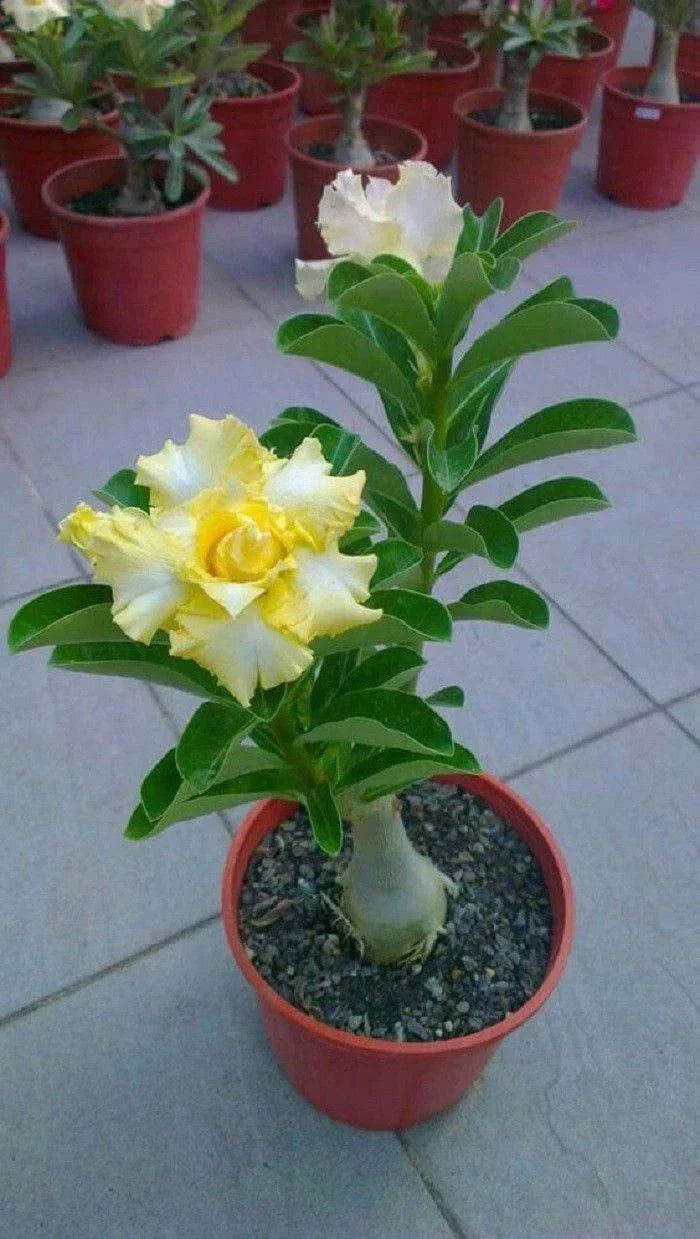 Desert Rose Seeds - 4 Pack Yellow White Adenium Perennial Flowers - Adenium obesum - US Seller